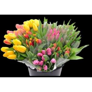 Floral - Cut Tulips 1 ea