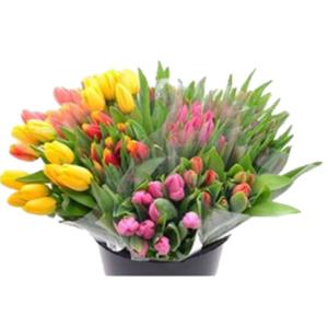 Floral - 10 Stem Tulip
