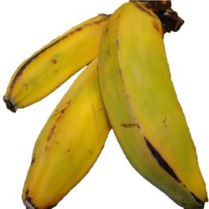 Produce - Banana Burro