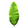 BANANA LEAVES