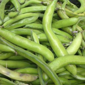 Fresh Produce - Bean Fava Broad