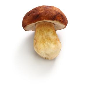 Produce - Mushroom Cep
