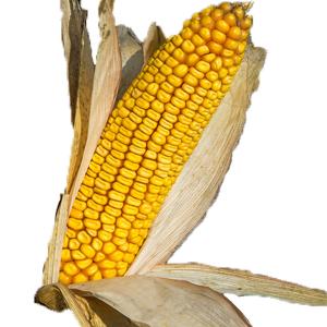 Fresh Produce - Corn Stalks