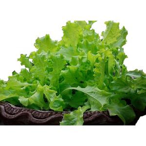 Produce - Lettuce Oak Leaf Green