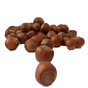 Bulk - Hazelnut Filberts