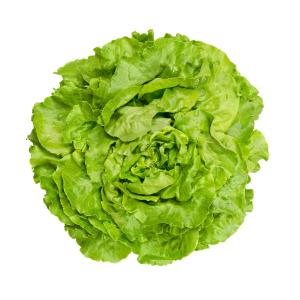 Produce - Lettuce Hydroponic