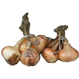 Fresh Produce - Onion Yellow Bunch