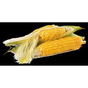 Fresh Produce - Organic Corn