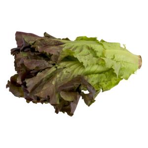 Fresh Produce - Organic Lettuce Red Leaf
