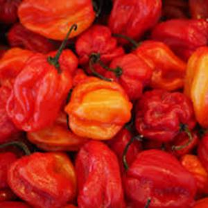 Produce - Pepper Red Cheese