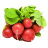 Fresh Produce - Radish Red
