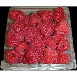 Fresh Produce - Raspberries Red