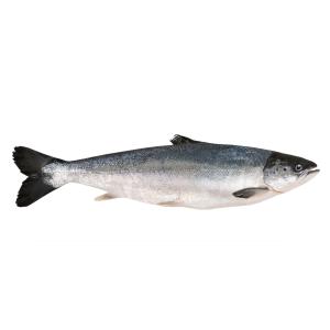 Fish Whole - Salmon Fillet Family Pack
