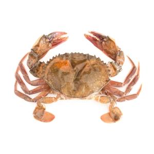 Shellfish - Soft Shell Crab Fresh Wild