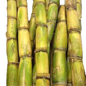 Tropical - Sugar Cane