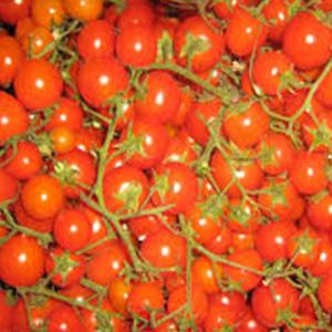 Produce - Tomato Cherry on the Vine