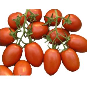 Produce - Tomato Plum on Vine